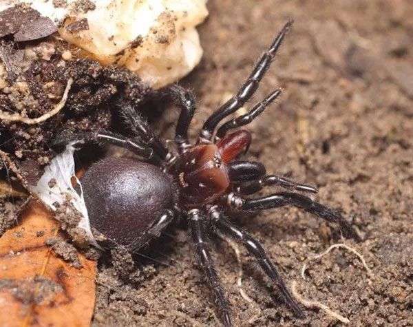 Phát hiện loài nhện có răng nanh đỏ như máu ở Úc