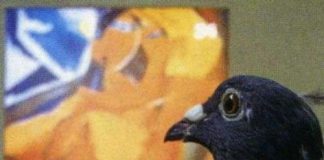 Chim bồ câu có khả năng nhận thức vượt trội so với trẻ 3 tuổi