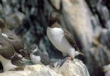 Thiếu thức ăn khiến chim non bị giết hại Thiếu thức ăn khiến chim non bị giết hại