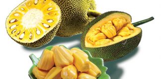 Mít là nguồn cung cấp các vitamin và muối khoáng cho cơ thể