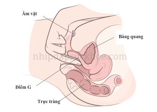 Cách làm phụ nữ xuất khí dễ dàng Cách làm phụ nữ xuất khí dễ dàng