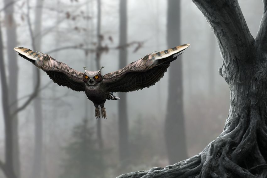 Tạo hình ảnh cú bay trong rừng kỳ quái trong Photoshop (Bao gồm PSD)