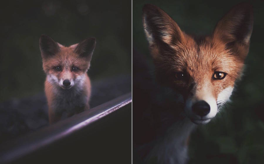 Chùm ảnh chụp động vật hoang dã từ góc nhìn của nhiếp ảnh gia