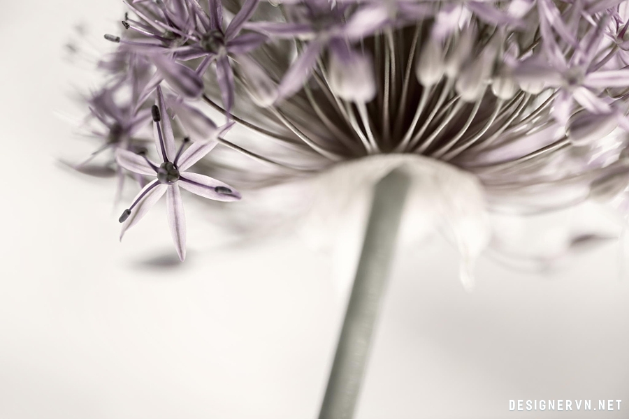 Lấy cảm hứng từ 20 hình ảnh hoa lãng mạng