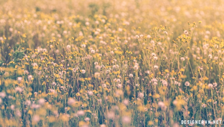 Lấy cảm hứng từ 20 hình ảnh hoa lãng mạng