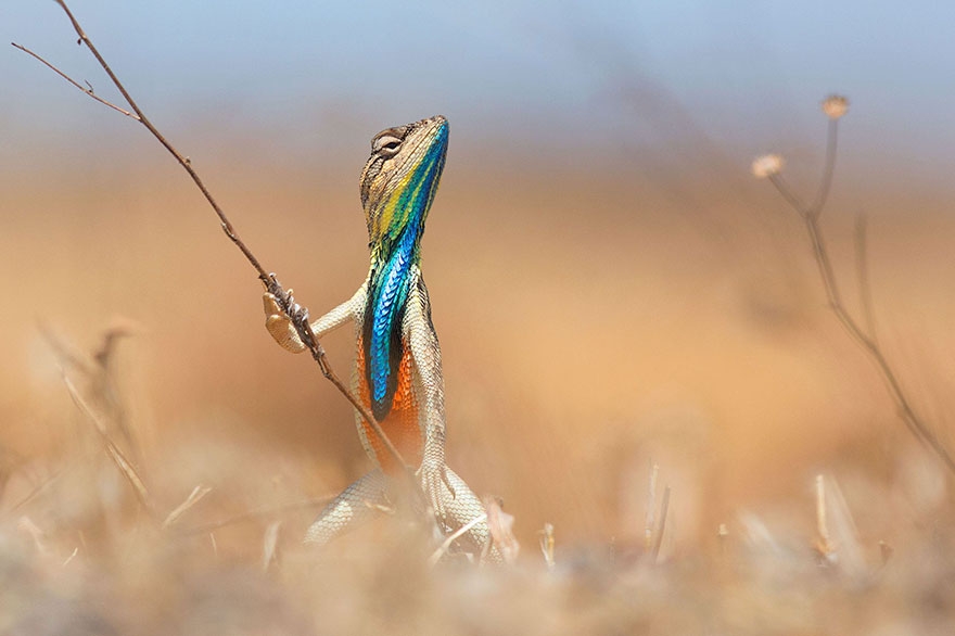 [Funny] The Comedy Wildlife Photography Awards 2016