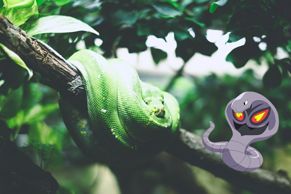 11 Hình ảnh ấn tượng về sự trùng hợp thú vị trong Pokémon Go