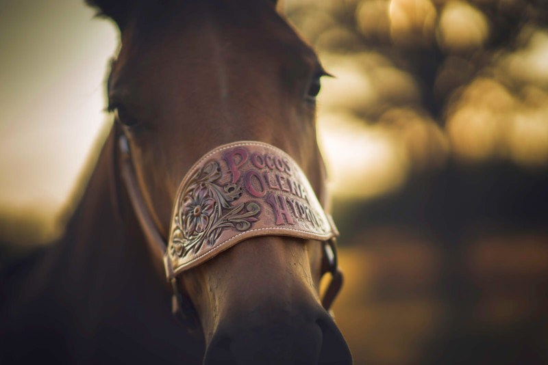 Khi nhiếp ảnh gia chuyên chụp chân dung chụp ảnh ngựa