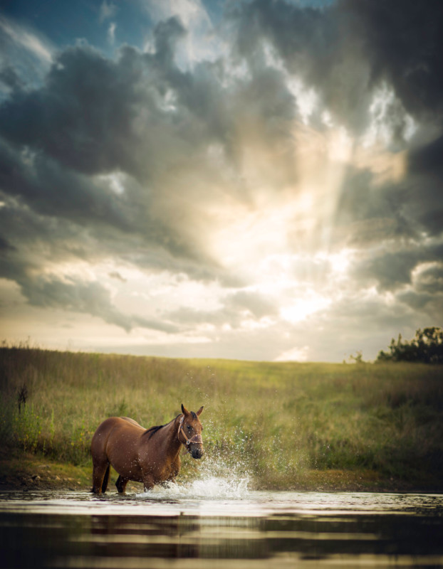 Khi nhiếp ảnh gia chuyên chụp chân dung chụp ảnh ngựa