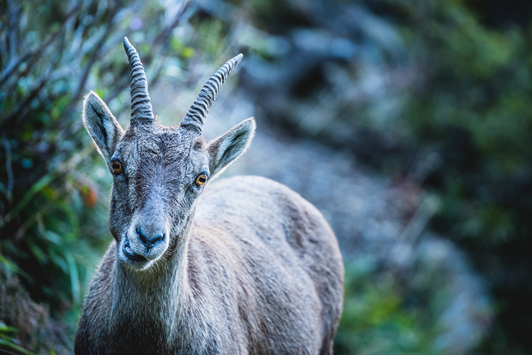Top 5 ống kính tốt nhất dành cho người mới bắt đầu chụp ảnh động vật hoang dã