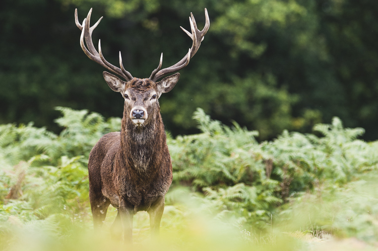 Top 5 ống kính tốt nhất dành cho người mới bắt đầu chụp ảnh động vật hoang dã