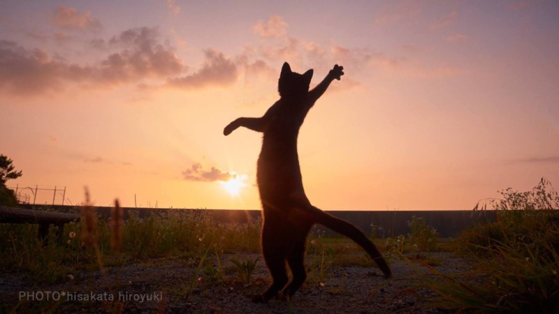 Những hình ảnh đẹp về các thế võ của loài mèo