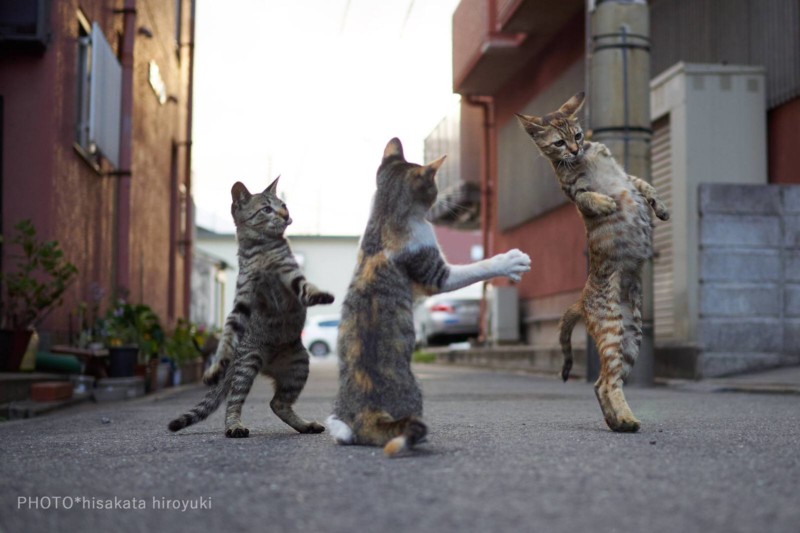 Những hình ảnh đẹp về các thế võ của loài mèo